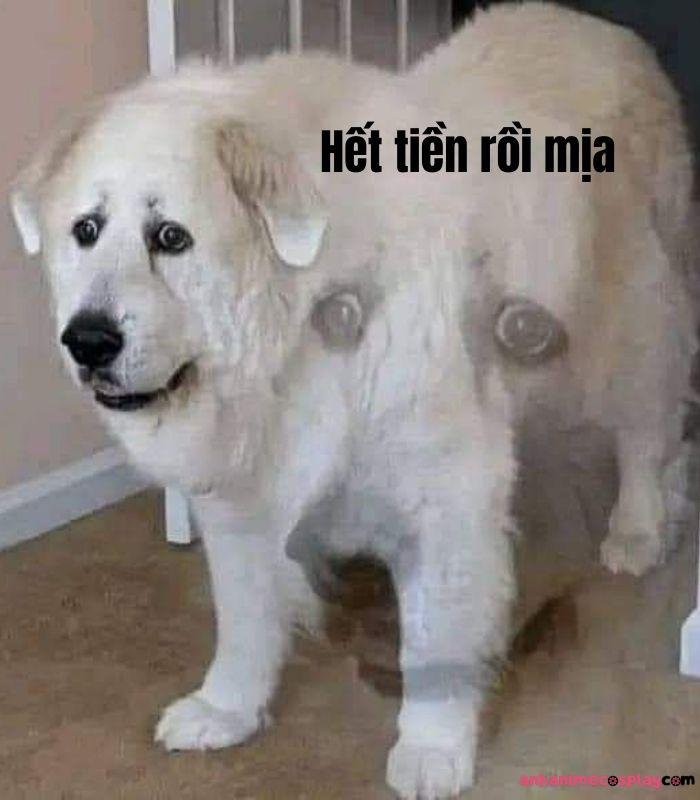 ảnh hết tiền meme bựa